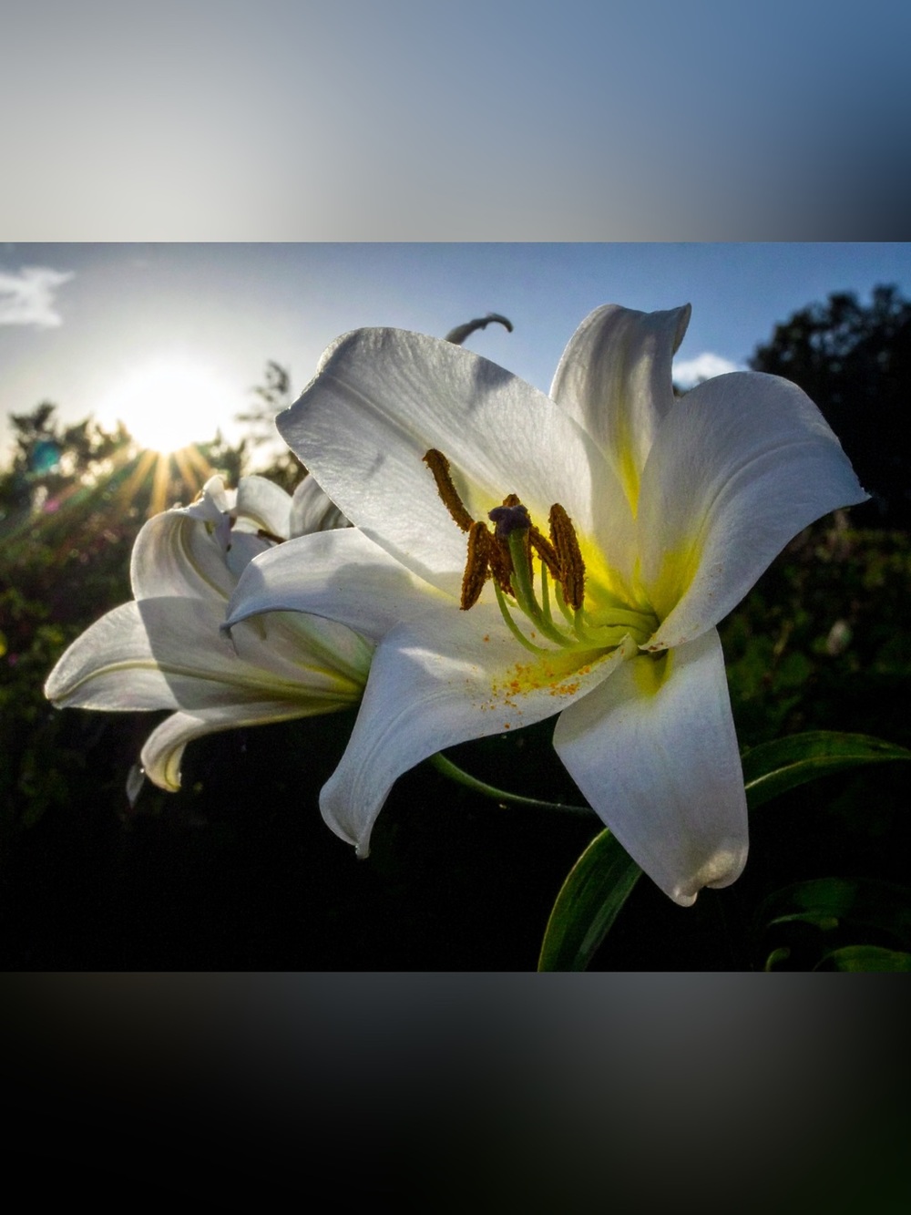 White Lily Blossom Photography Print - Home Art